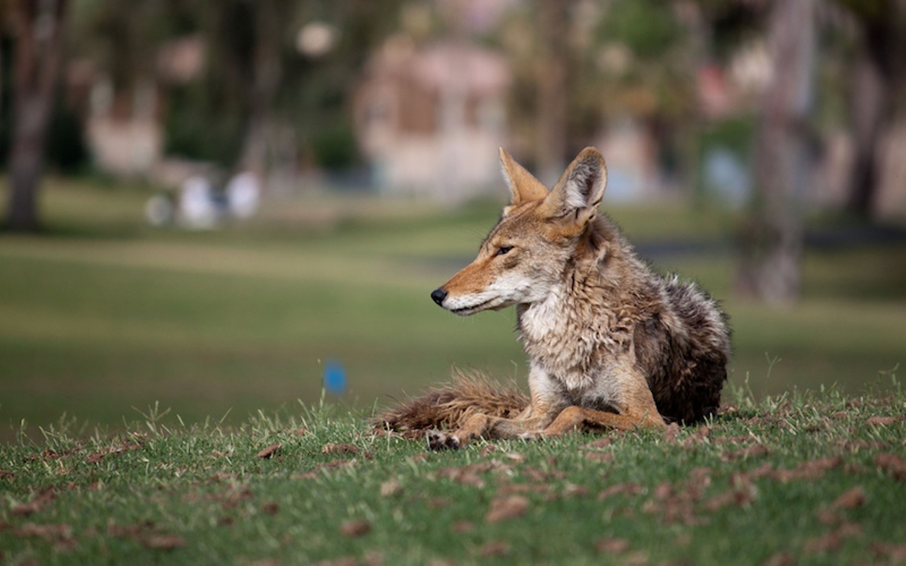 This coyote was spotted in Arizona, but its cousins are a common enough sight in the Houston area.