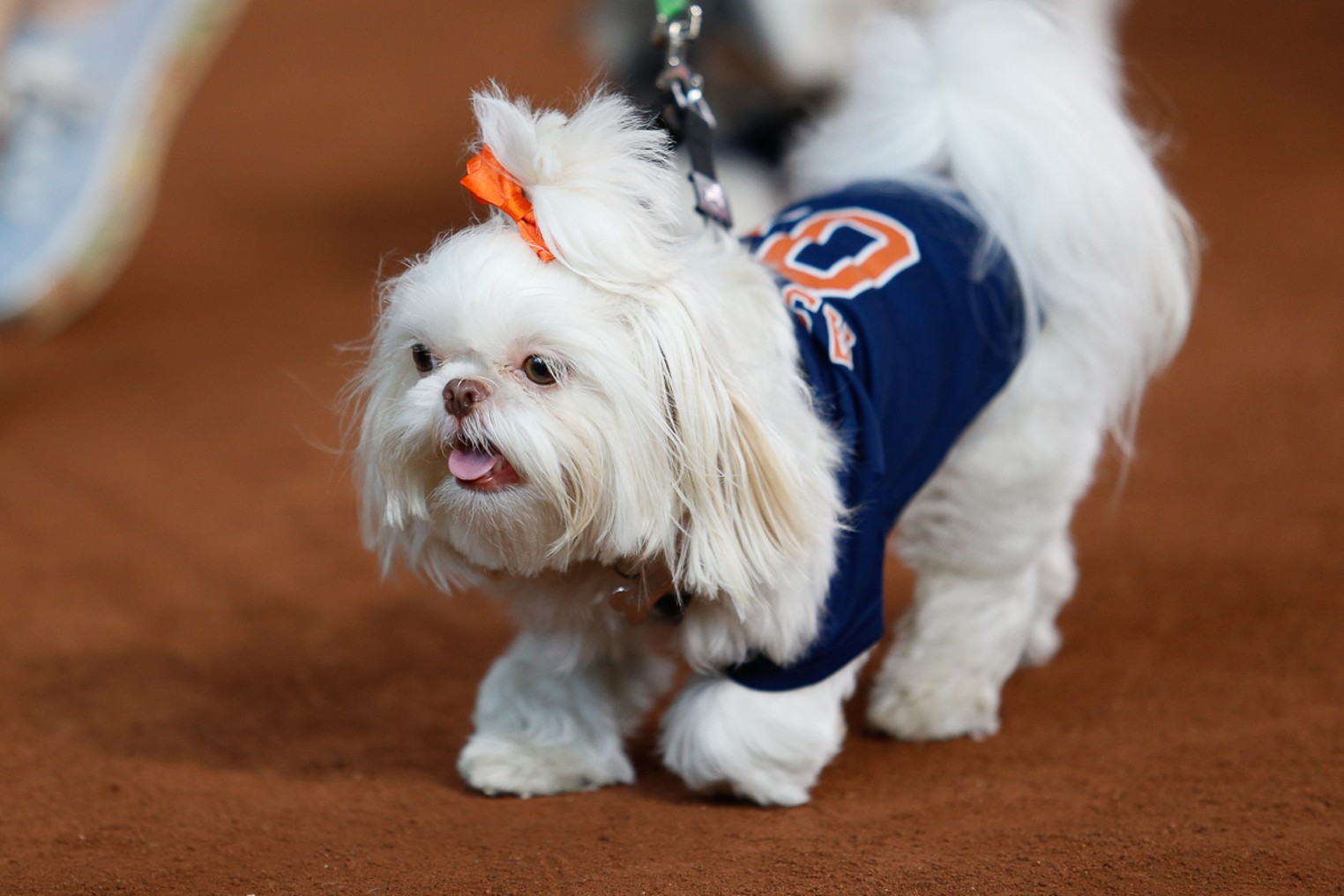 Pets First Houston Astros Dog Costumes