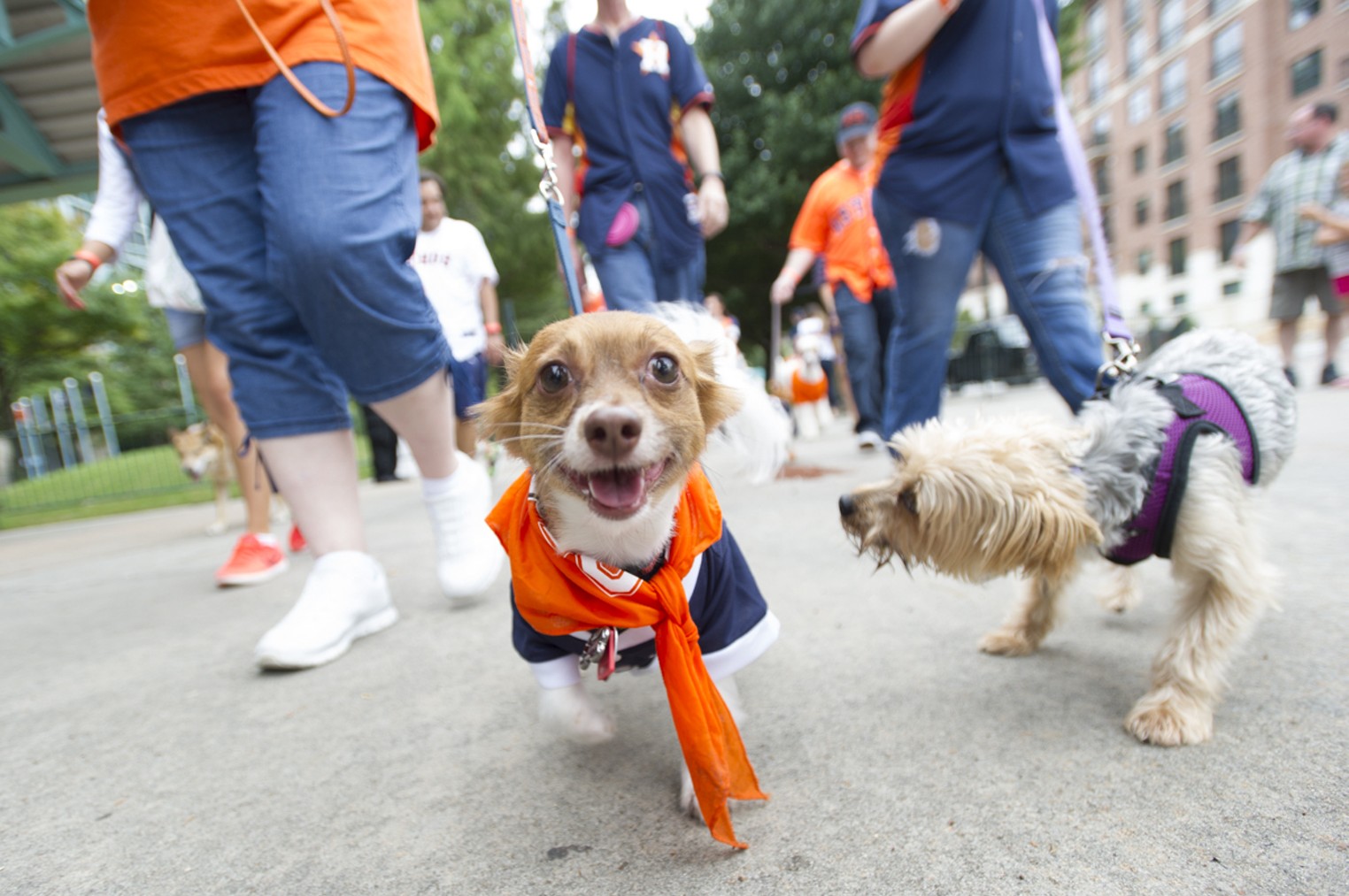 Houston Astros Bark at the Park, Houston, Houston Press