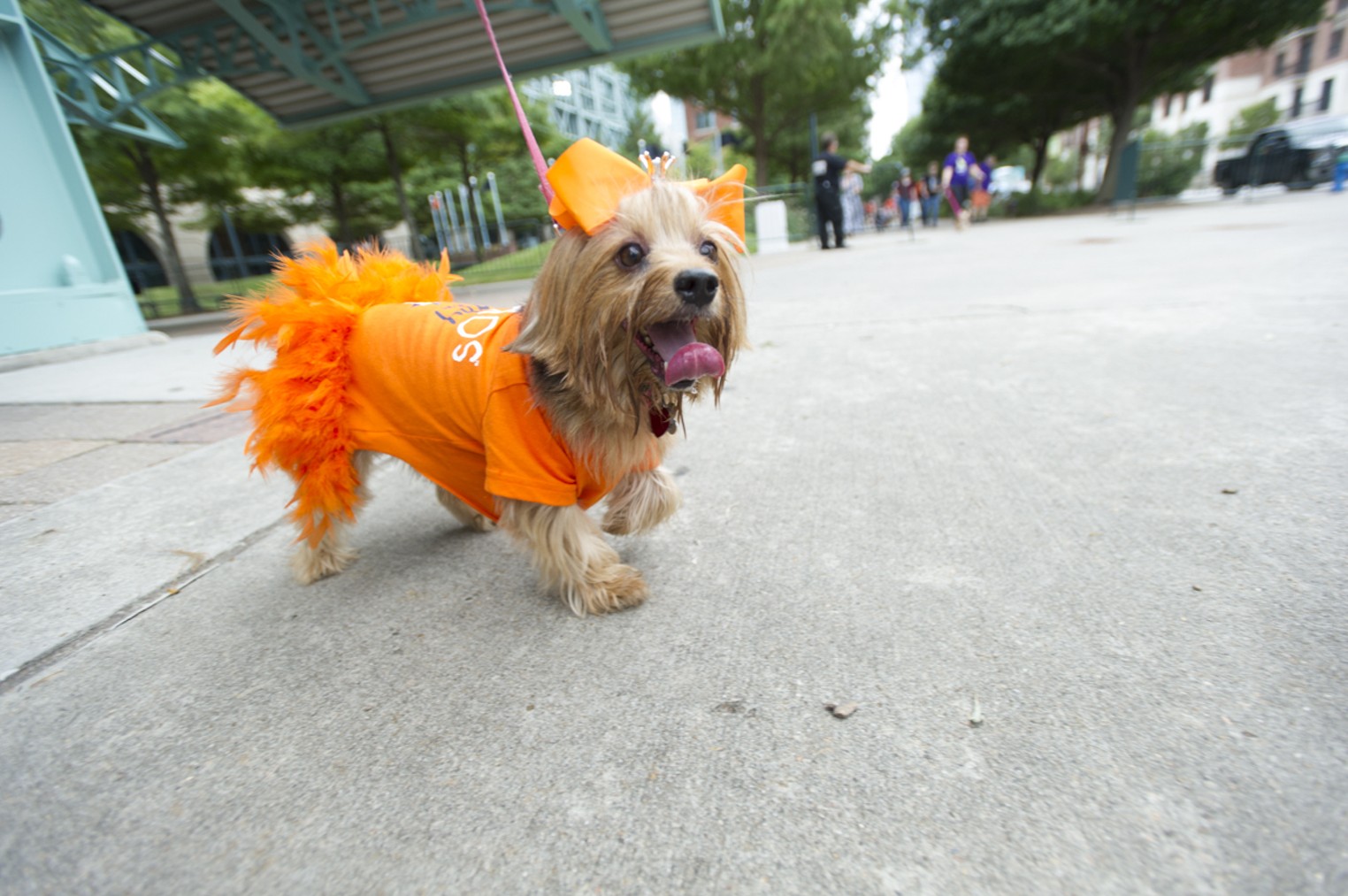 Houston Astros Bark at the Park, Houston, Houston Press