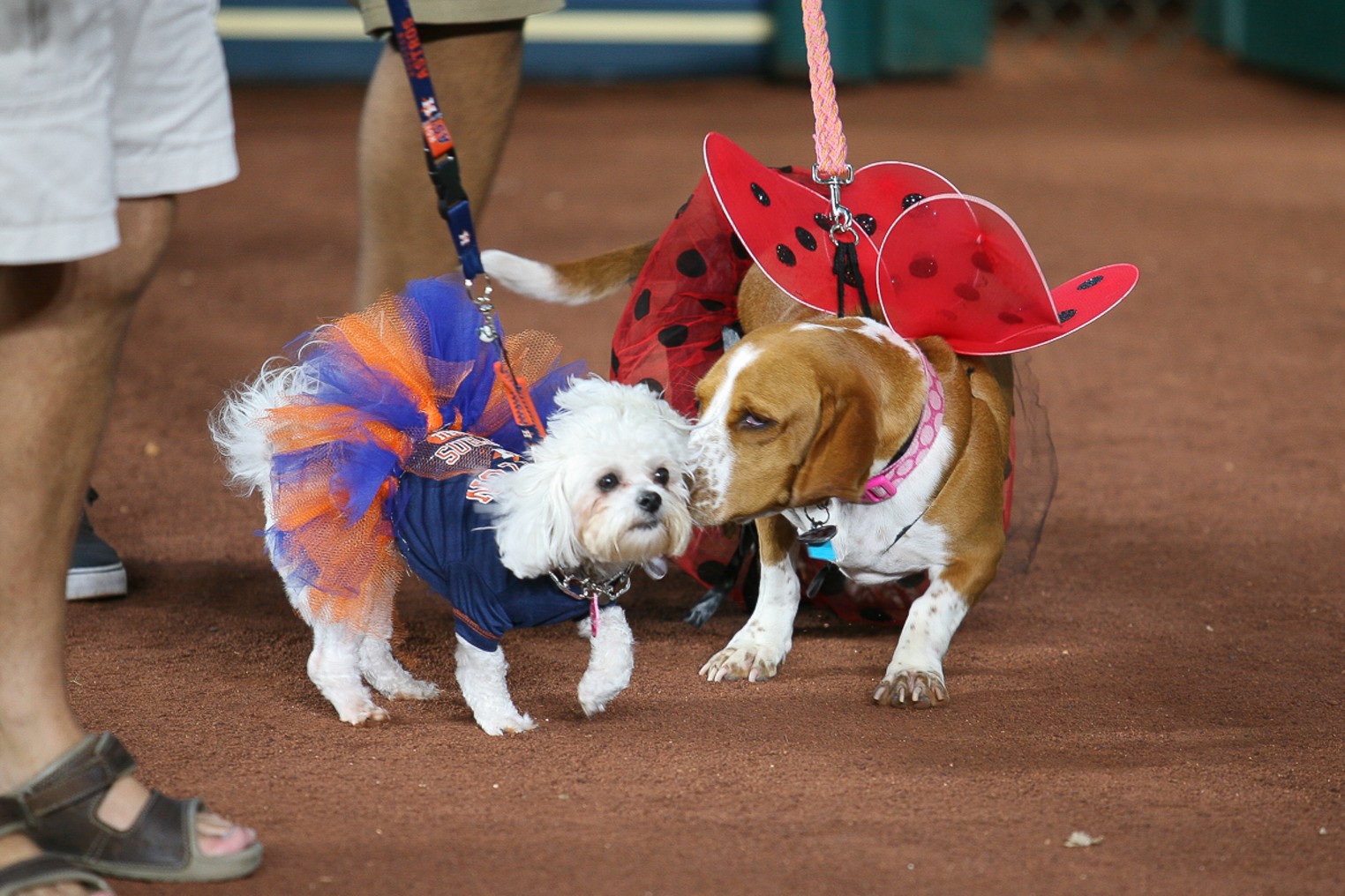 25 Popular Teacup Dogs - Parade Pets