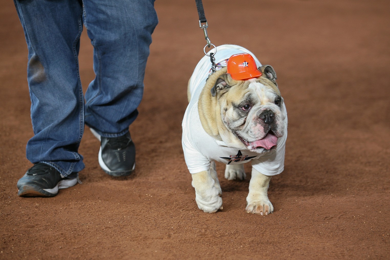 Astro's Dog Day at Minute Maid Park