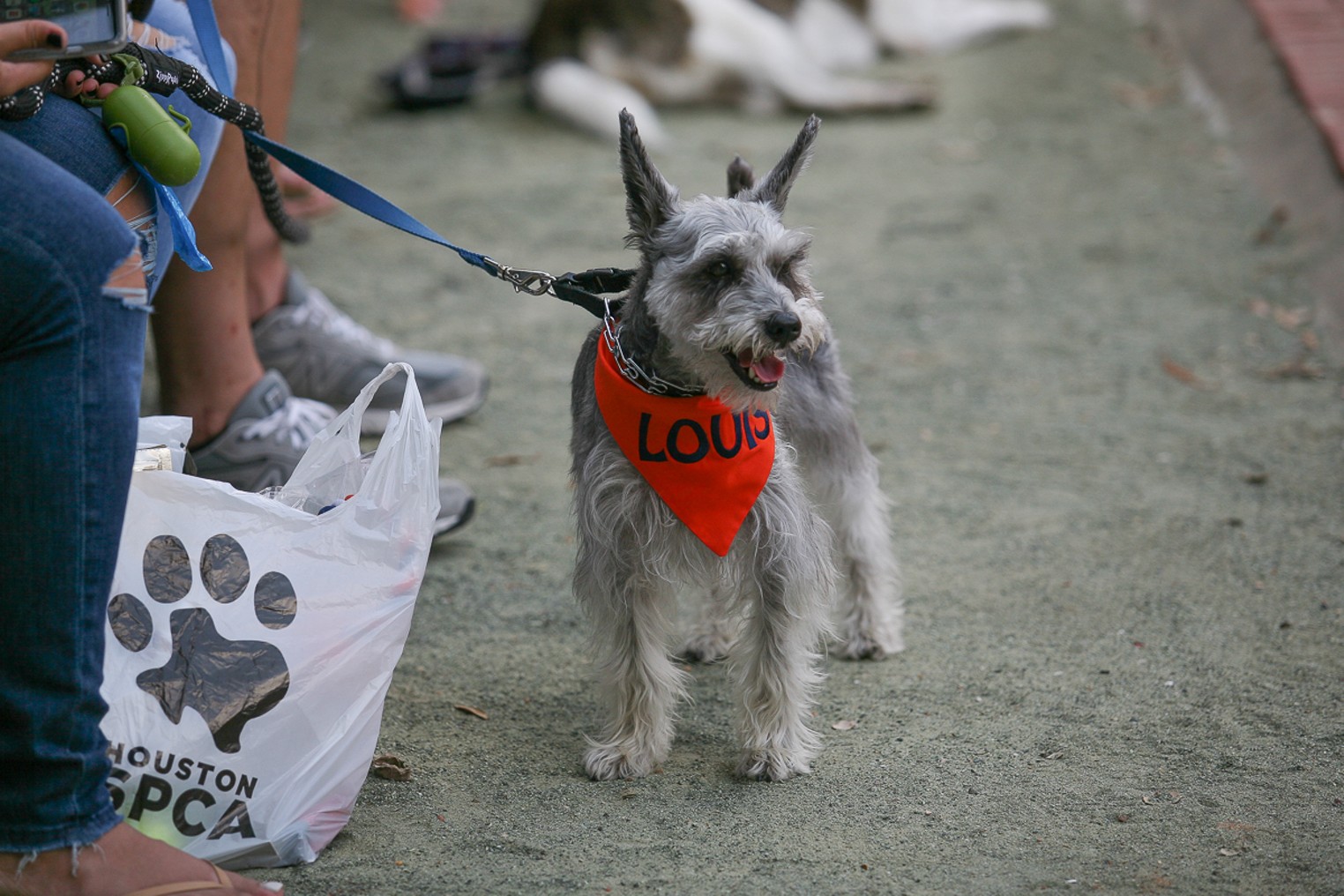 The Cute Canines at Dog Day at Minute Maid Park