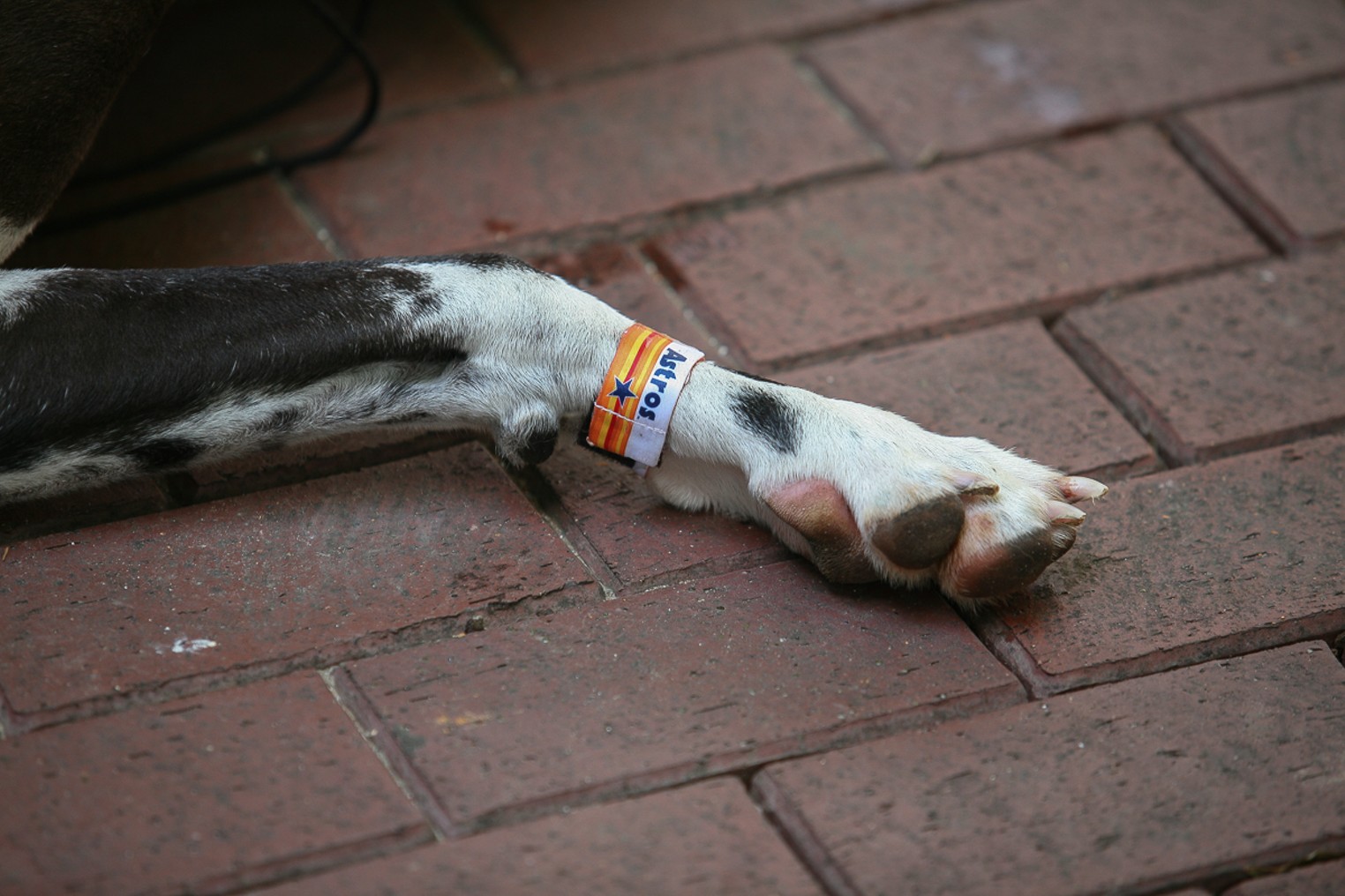 The Cute Canines at Dog Day at Minute Maid Park, Houston, Houston Press