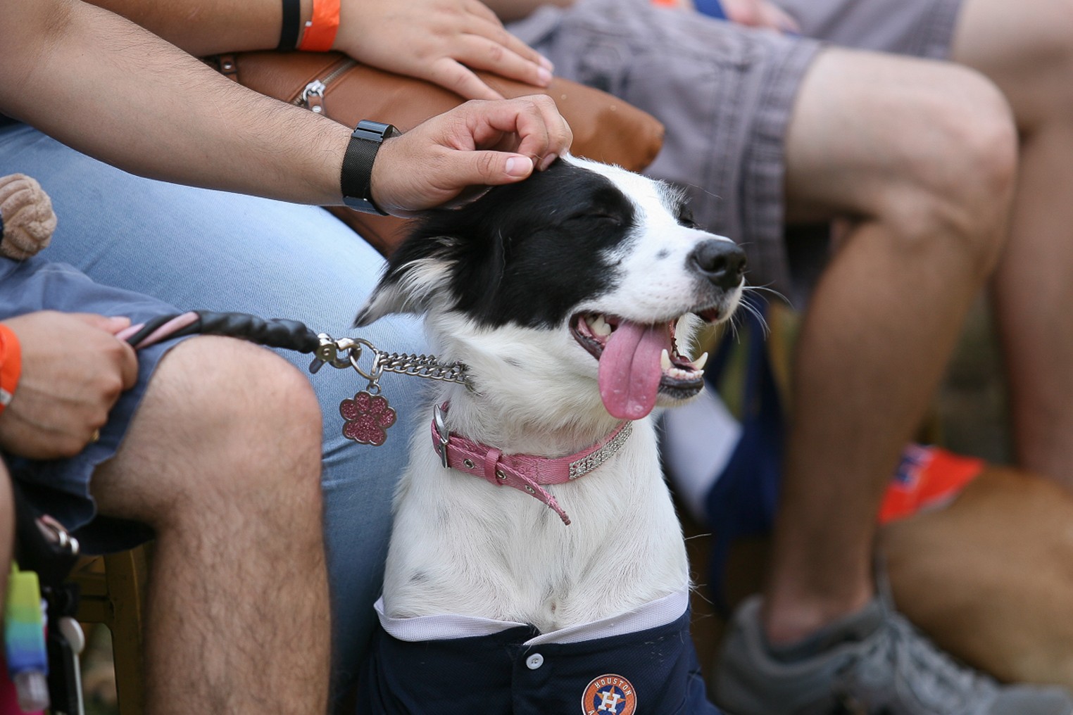 Dogs wait to enter the ball park for Astros Dog Day at Minute Maid News  Photo - Getty Images