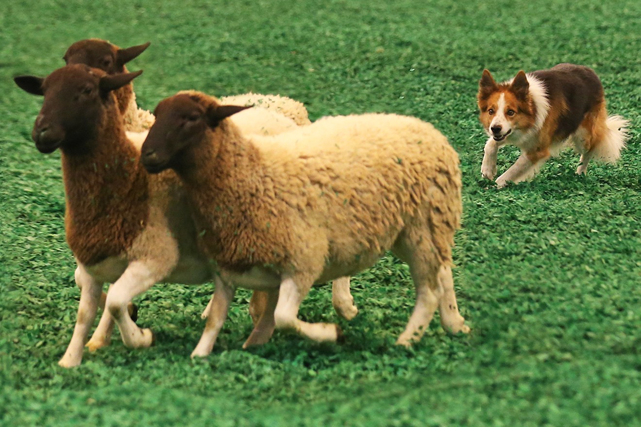 The Sheep Dog Trials are a fan favorite at the Houston Livestock Show and Rodeo™, part of the Open and Youth Show.