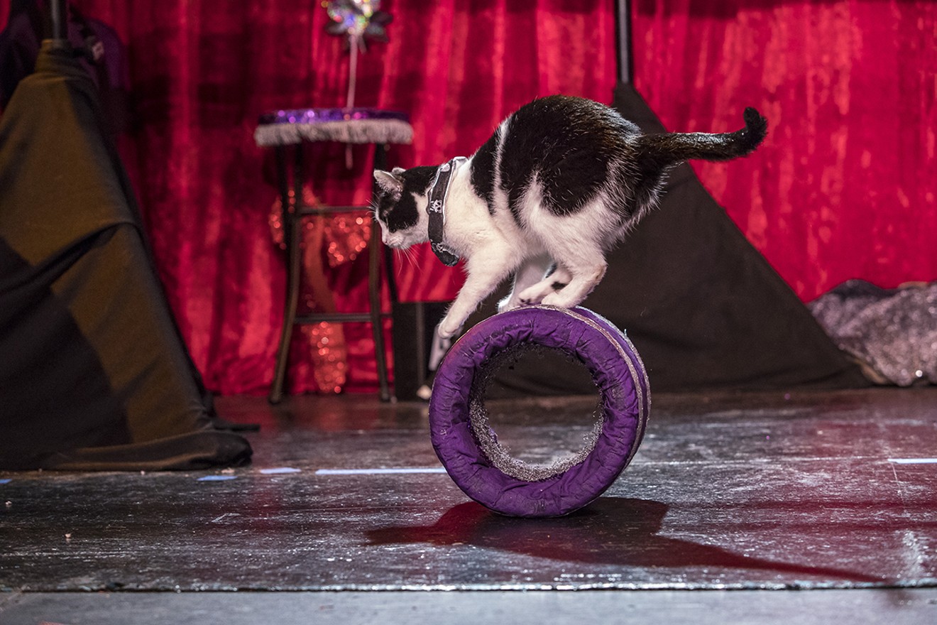 The Amazing Acro-cats, a troupe of performing house cats, are coming to Houston for eight shows, January 28-31.