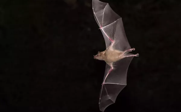Image: Bat Hike