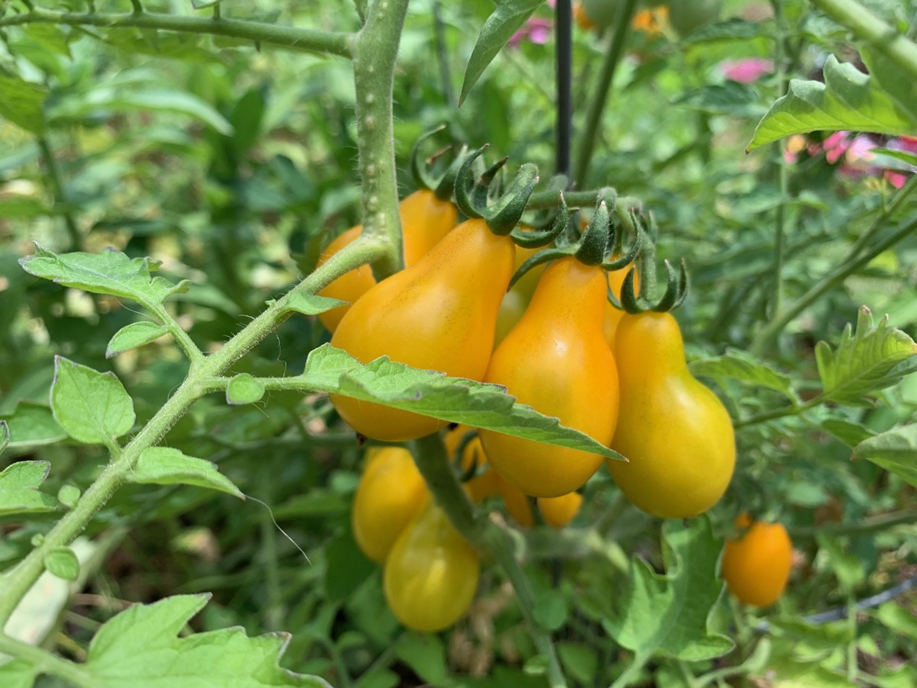 Yellow Pear tomatoes do well in Houston's heat.