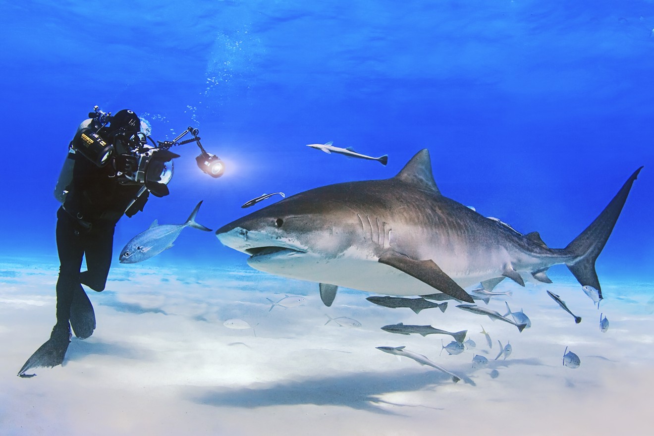 David Doubilet dives under the water to capture an image of a tiger shark.