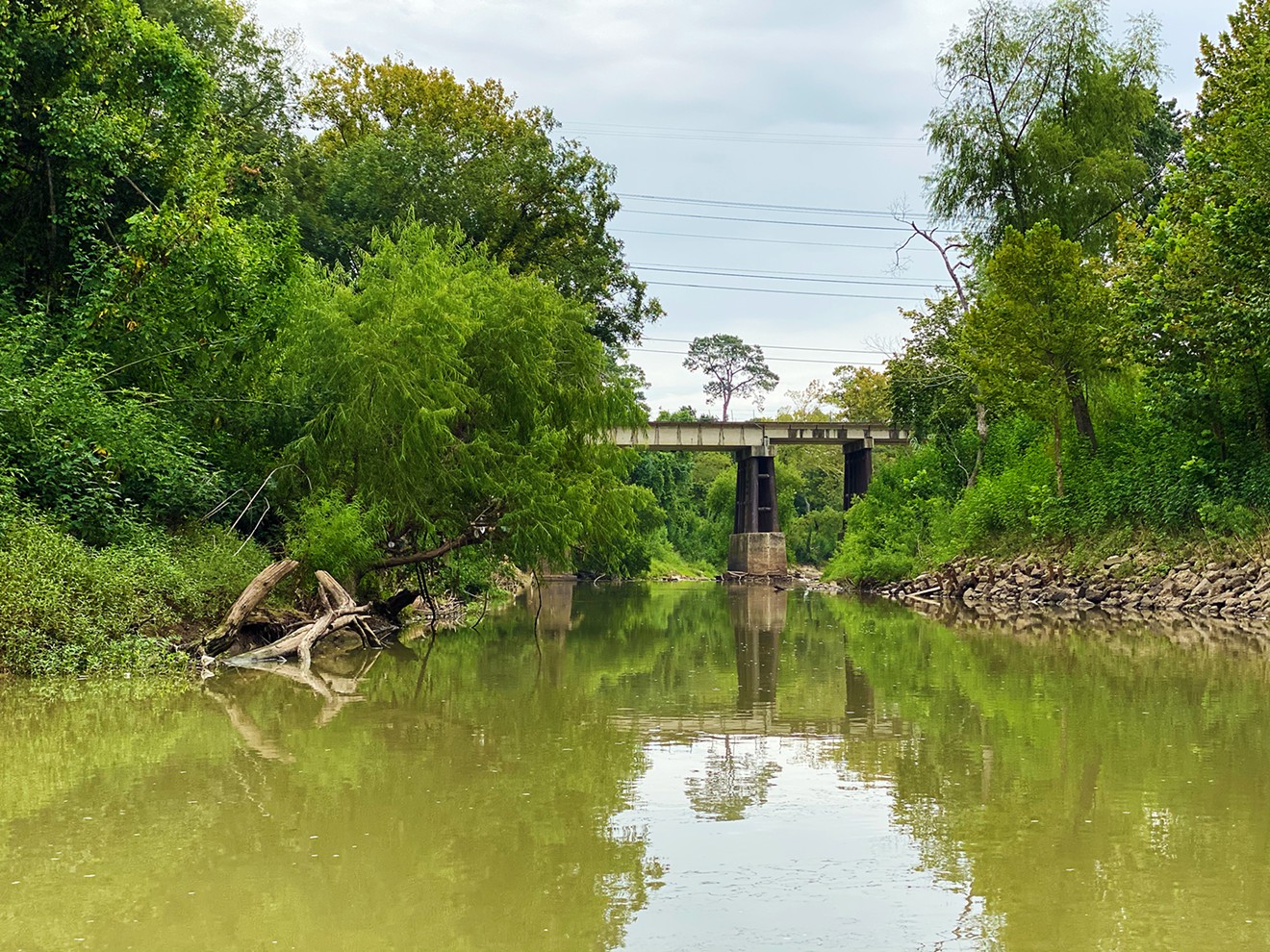 Lush vegetaiton, one of the beautiful elements of Buffalo Bayou, could be wiped out.