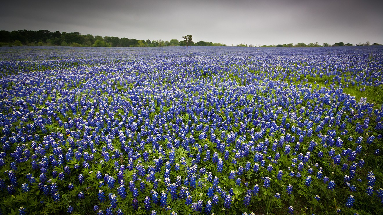 Texas does spring right, particularly in the central part of the state.
