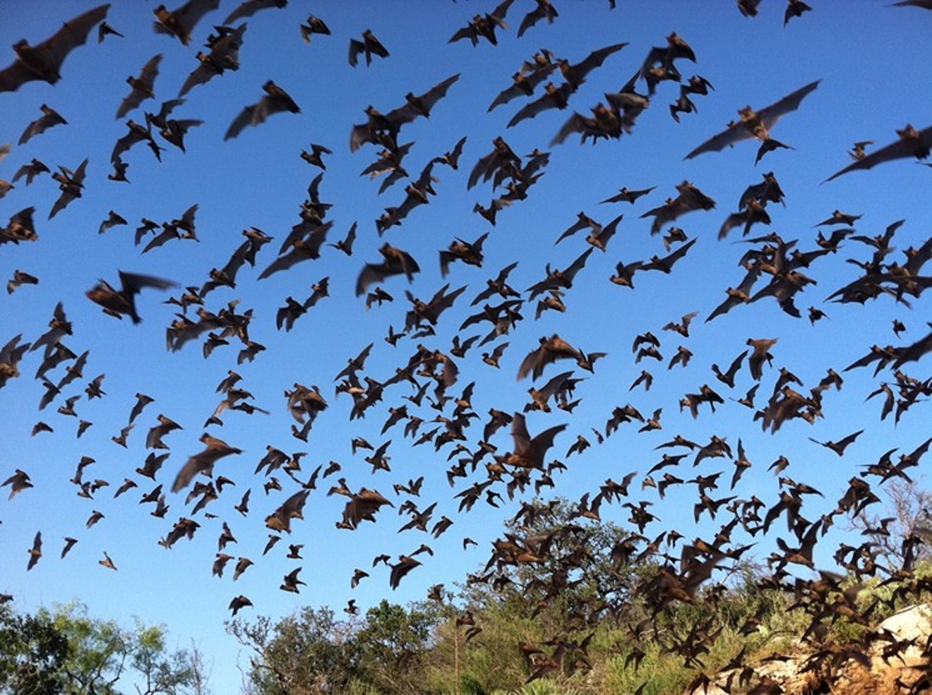 Seeing a mass of Mexican free tailed bats fly out from under Waugh Bridge at dusk is either amazing or terrifying or both.