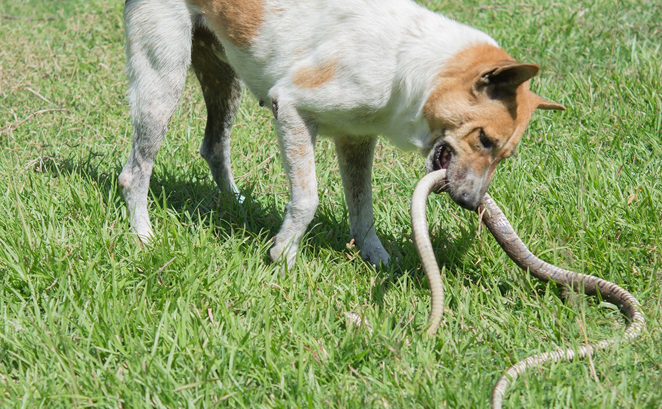 Seeing something like this is enough to panic any hunter or pet lover. Learn how to protect your dog during the 39th Annual All Breed Desnaking Program, August 4-5, 2018.