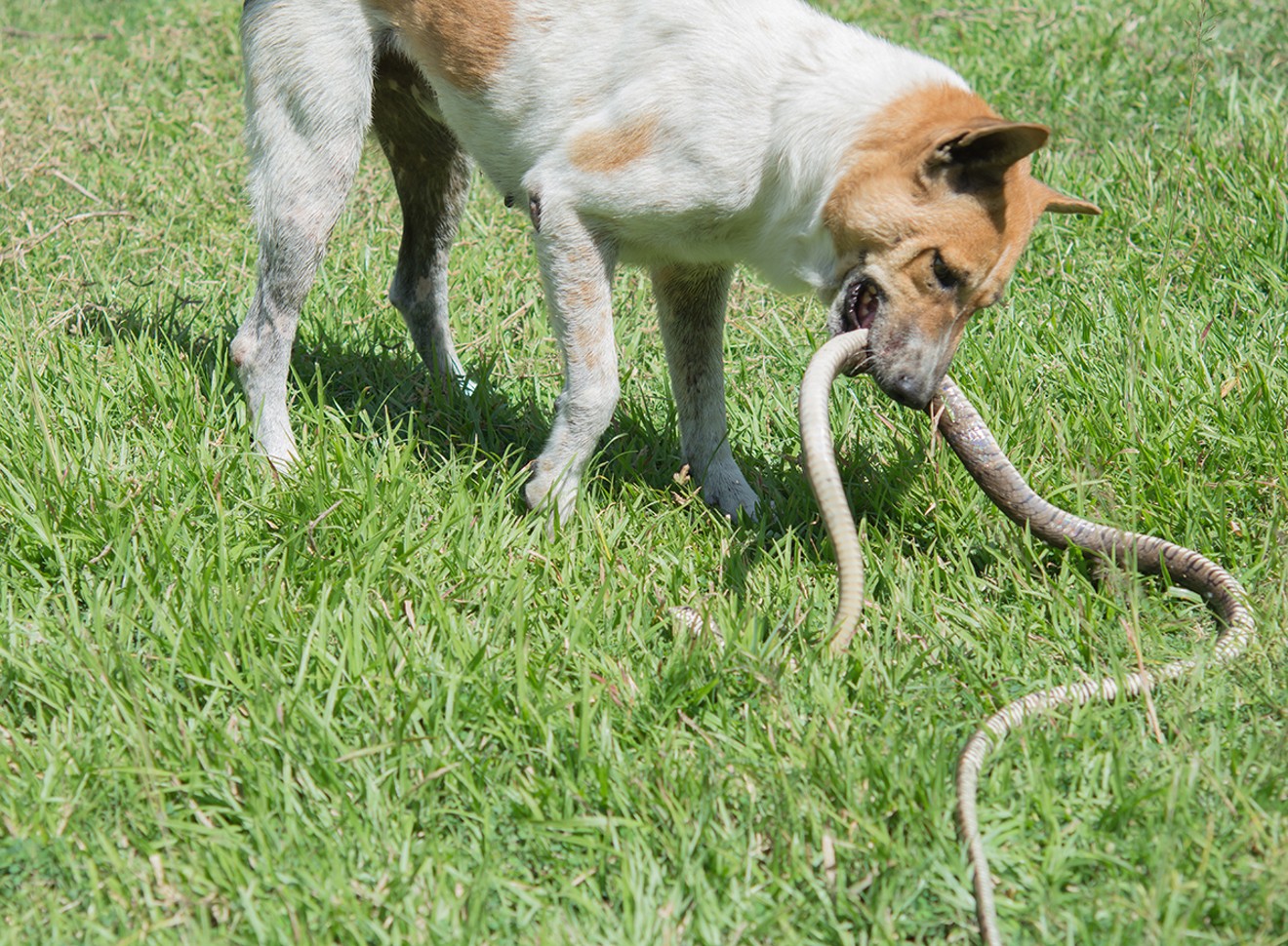 Seeing something like this is enough to panic any hunter or pet lover. Learn how to protect your dog during the 39th Annual All Breed Desnaking Program, August 4-5, 2018.