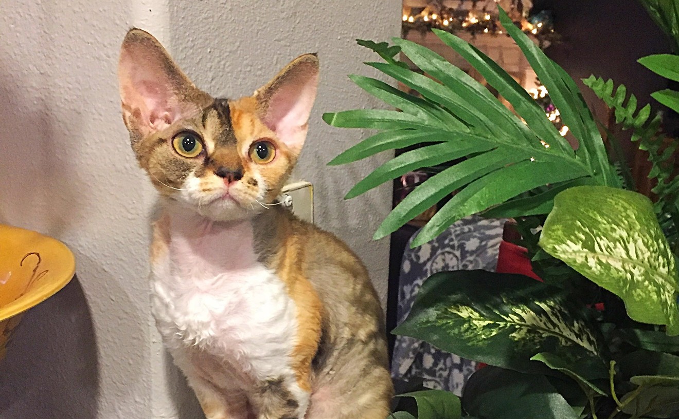 This Devon Rex has a spunky personality and is hypo-allergenic. On the show circuit this brown mackeral, torbie and white kitten goes by Elfkatz Not Too Shabby. Devons are born with curly, soft coats with little guard hair.