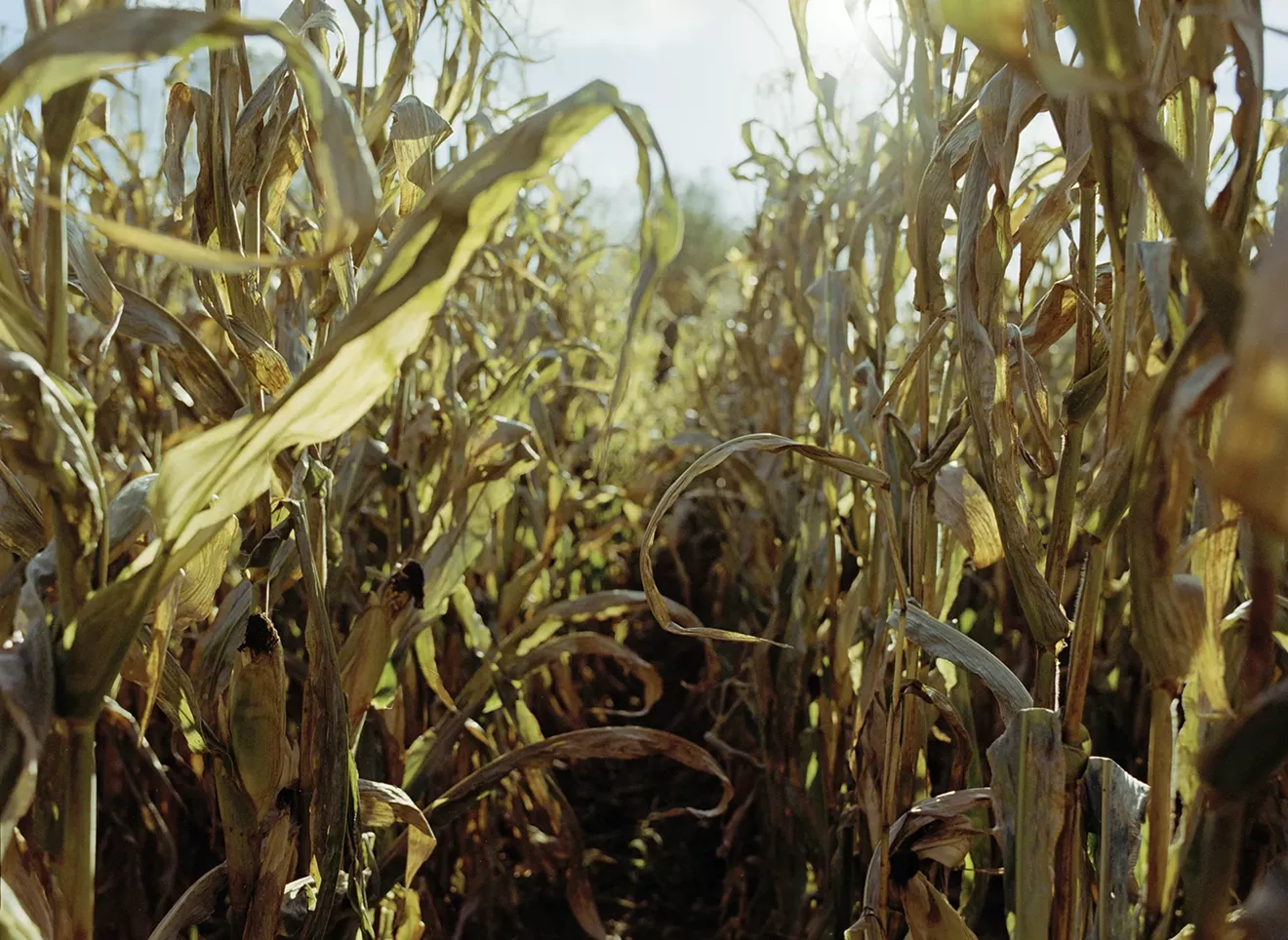 cornfield.webp