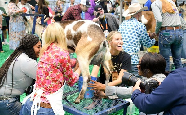 Saturday Was the 2024 Celebrity Goat Milking Contest Day at HoustonRodeo