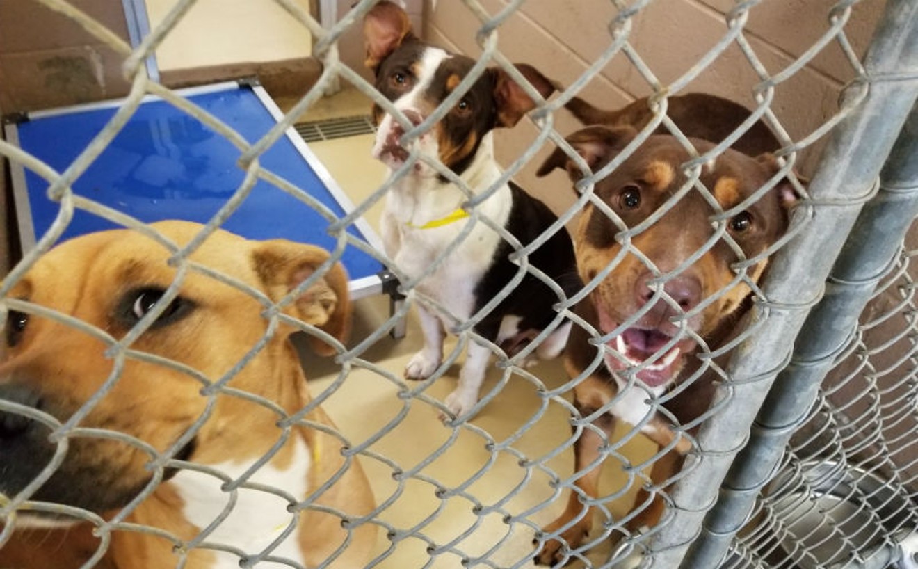 Dogs at the Harris County Animal Shelter looking for that elusive forever home.