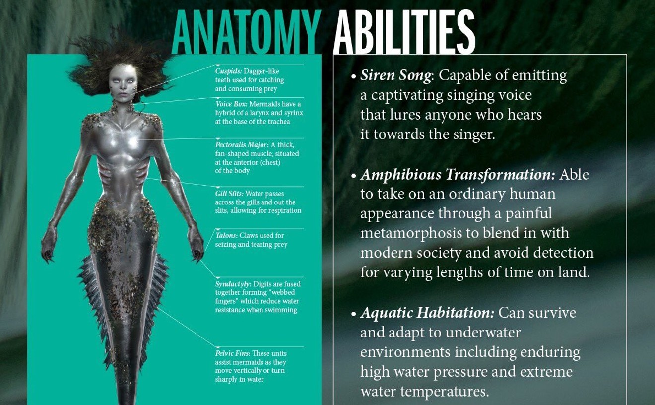 The anatomy of a Siren mermaid