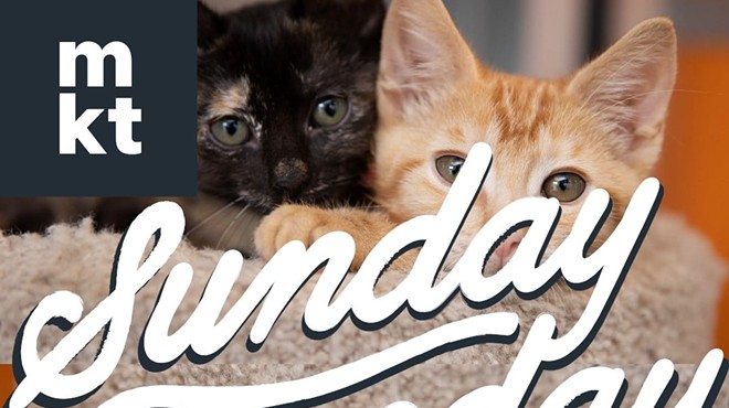 Sunday Funday - Kitten Palooza