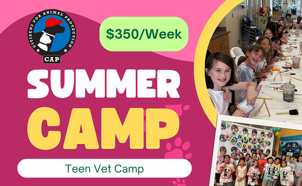 Image: Teen Vet Summer Camp (Ages 16-18)