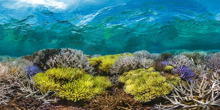 It took more than three years to shoot Chasing Coral, a film that explores how increasing water temperatures cause coral to expel algae, leaving behind transparent tissue and white skeletons. - FILM STILL COURTESY OF HOUSTON MUSEUM OF NATURAL SCIENCE