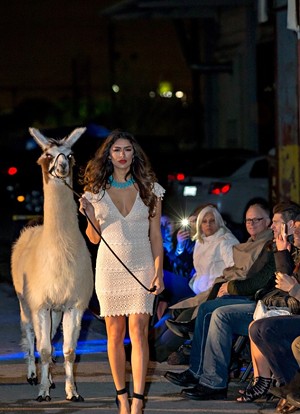 Poco the Llama at When Worlds Collide Fashion Show held January 11th. - PHOTO COURTESY OF MANUEL REUTER