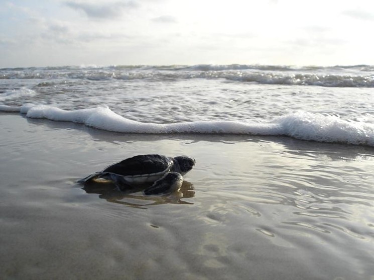 A baby sea turtle on Padre Island National Seashore. - PHOTO COURTESY OF NPS.GOV