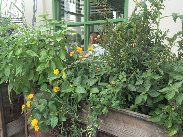 Herbs and flowers help to soften the view of nearby construction. - PHOTO BY LORRETTA RUGGIERO