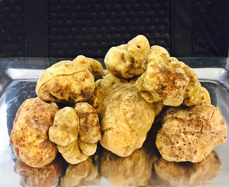 The elusive white truffle - PHOTO COURTESY OF DR DELICACY