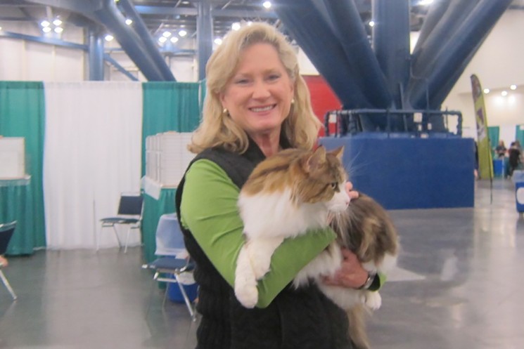 Houston Cat Club President Becky Galloway with one of her cats, Lance Berkmaine. (Yes, she's a huge Astros fan.) - PHOTO COURTESY OF BECKY GALLOWAY