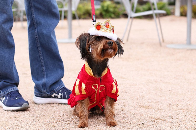 Dress your pooch in his or her regal best for a royal parade, costume contest and fun on MFAH's Plaza this Saturday. - PHOTO BY SARAH HOBSON