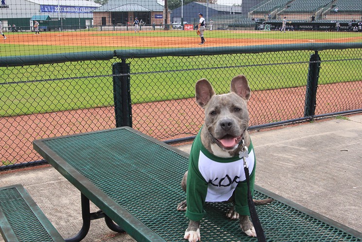 Make plans now to take your dog to see the Rice Owls baseball game. Y'all can both sit on the outfield hill, and you can sniff out the adoptable pups from Houston Pets Alive! - PHOTO BY ARI BARD