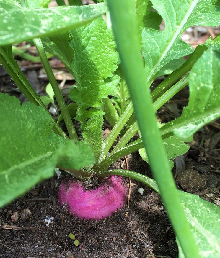 Radishes like a little chill in the air. - PHOTO BY LORRETTA RUGGIERO