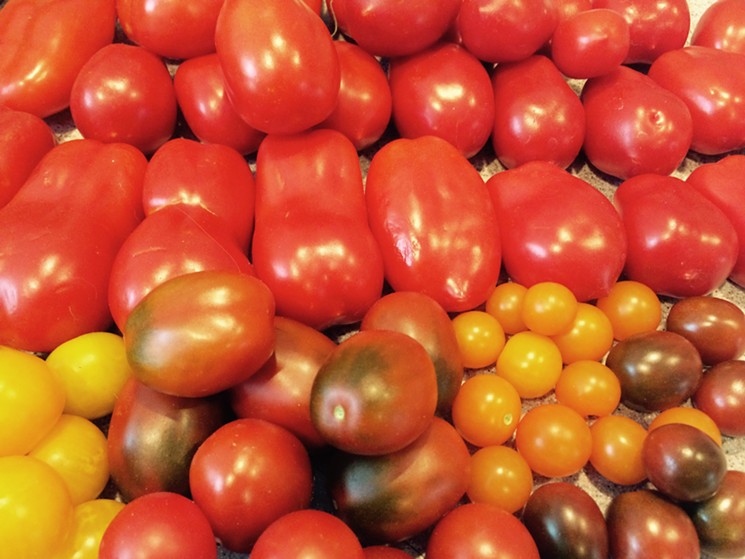 That's a lotta tomatoes! - PHOTO BY LORRETTA RUGGIERO