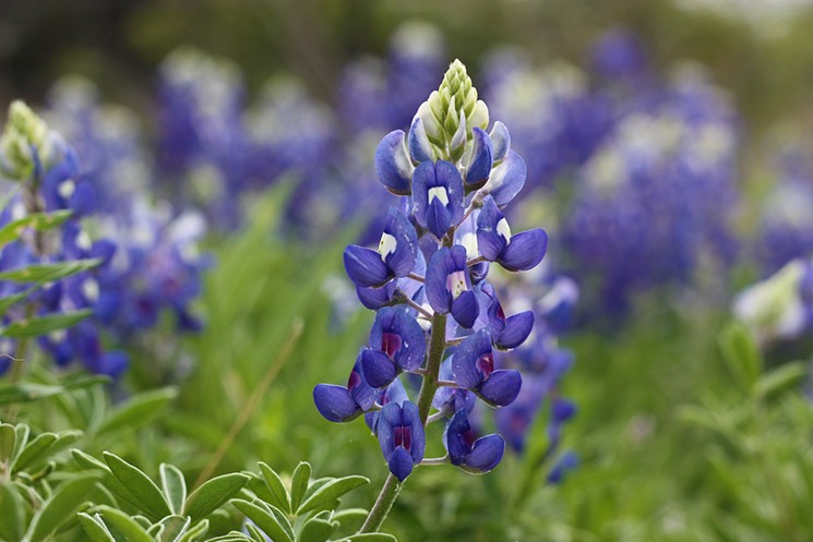 The Texas Legislature has officially declared that Chappell Hill hosts The Official Bluebonnet Festival of Texas. - PHOTO BY GILLDRUMS73/FLICKR VIA CC