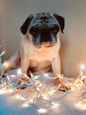 Wilson is actively seeking his forever home. Learn more at PugHearts.com. - PHOTO BY ANGELA MOEBUS