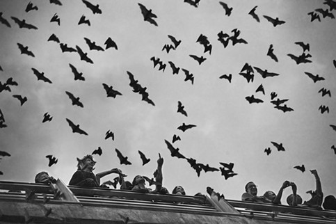 Crowds - many of them likely tourists - watch Mexican free-tailed bats emerge from beneath the Congress Avenue Bridge at dusk. - PHOTO BY WILL VAN OVERBEEK/COURTESY OF TEXAS A&M UNIVERSITY PRESS