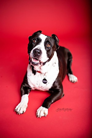 Porsche is looking for her forever family. Learn more at rockabullyaf.com. - PHOTO BY JILL GARRETT