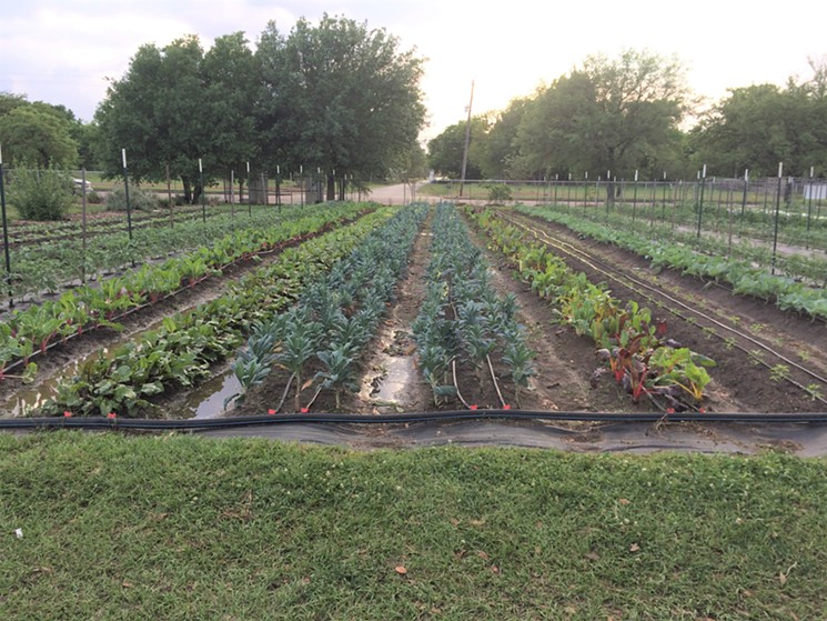 The fields are alive with healthy vegetables. - PHOTO BY LORRETTA RUGGIERO