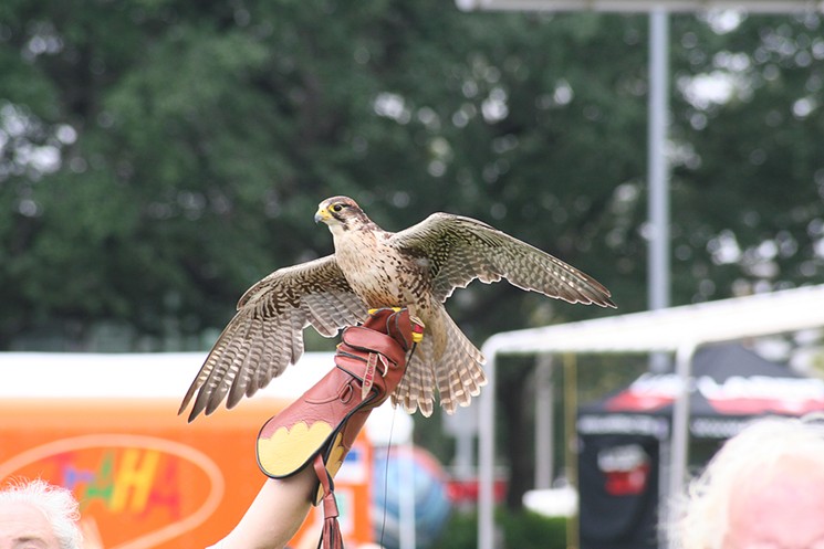 View demonstrations with live hawks and other raptors at Take Me Outdoors Houston. - PHOTO BY HEIDI RAO