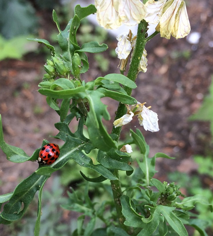 Go outside and look for ladybugs. - PHOTO BY LORRETTA RUGGIERO