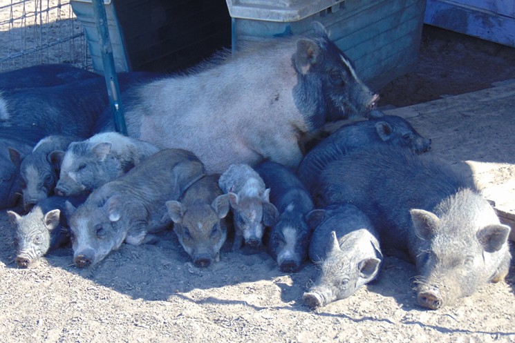 Gene Pirelli says baby pigs line up in the same order every time; each one has its place. "They’re quite intelligent, do respond to their environment," says Pirelli. - PHOTO BY MARK REYES