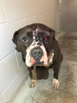 Clarence, a 10-year-old Staffordshire Terrier, was shot twice in the face this past December and required surgery for infections and to remove his left eye. - PHOTO BY FORT BEND COUNTY PRECINT 3 CONSTABLE'S OFFICE