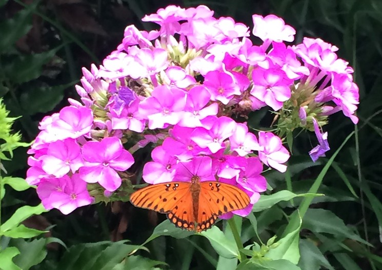Blooms and butterflies will return. - PHOTO BY LORRETTA RUGGIERO