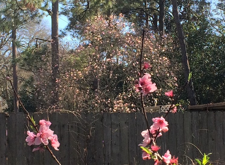 The peach tree blooms along with the neighbor's Tulip Magnolia. - PHOTO BY LORRETTA RUGGIERO