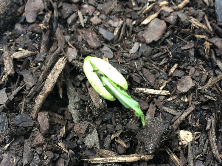 This bean seed will be a seedling in just a few hours. - PHOTO BY LORRETTA RUGGIERO
