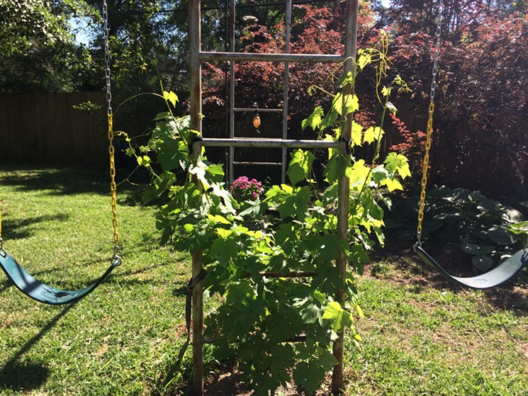 Does anyone know how to prune a Thompson Seedless? - PHOTO BY LORRETTA RUGGIERO