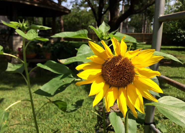 Patient gardeners can harvest their own sunflower seeds. - PHOTO BY LORRETTA RUGGIERO